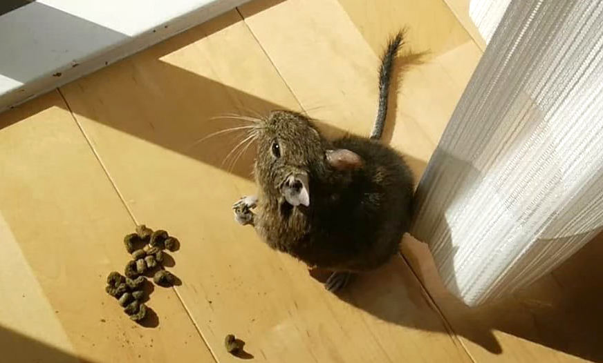 デグーのおすすめおやつ図鑑 我が家の市販のおやつを公開 Degubase